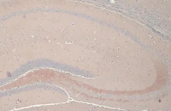 C9orf72 Antibody (GT779-RB) - Azide and BSA Free