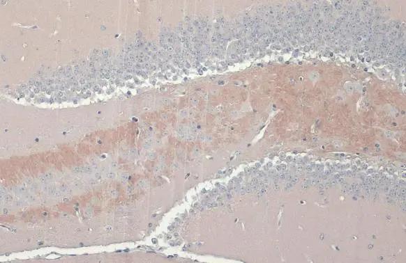 C9orf72 Antibody (GT779-RB) - Azide and BSA Free