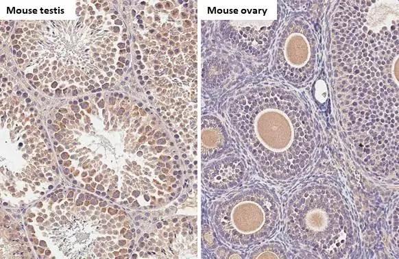 C9orf72 Antibody (GT1553-RB) - Azide and BSA Free