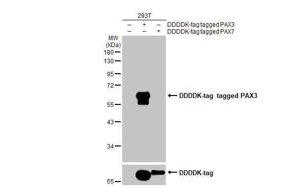 Pax3 Antibody (HL160)