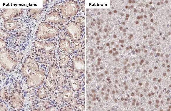 53BP1 Antibody (HL275)
