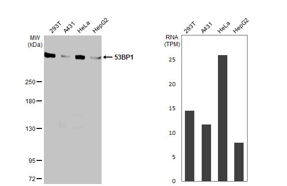 53BP1 Antibody (HL275) - Azide and BSA Free