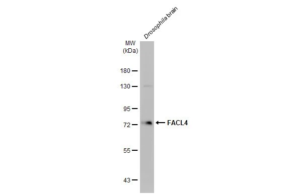 FACL4 Antibody (HL229)