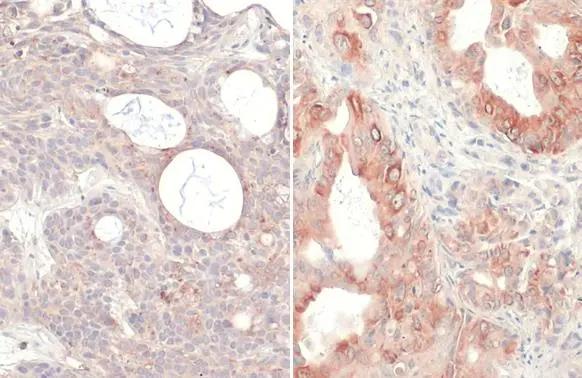 Ras Antibody (HL169) - G12V Mutant - Azide and BSA Free