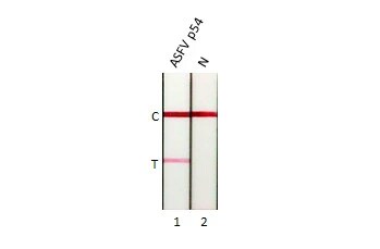 African Swine Fever Virus p54 Antibody (GT853)