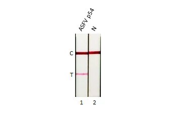 African Swine Fever Virus p54 Antibody (GT853)