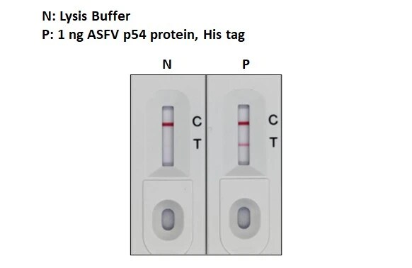 African Swine Fever Virus p54 Antibody (GT1075)