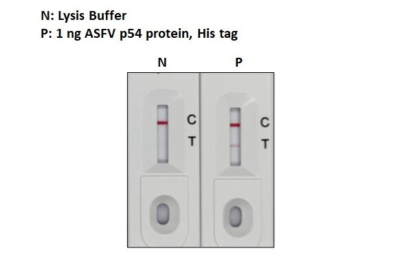 African Swine Fever Virus p54 Antibody (GT1075)