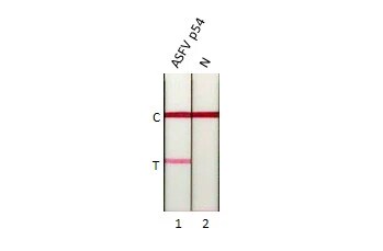 African Swine Fever Virus p54 Antibody (GT1075)