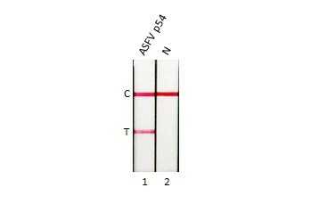African Swine Fever Virus p54 Antibody (GT1075)
