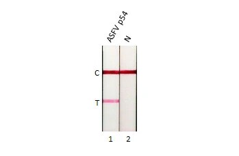 African Swine Fever Virus p54 Antibody (GT1075)
