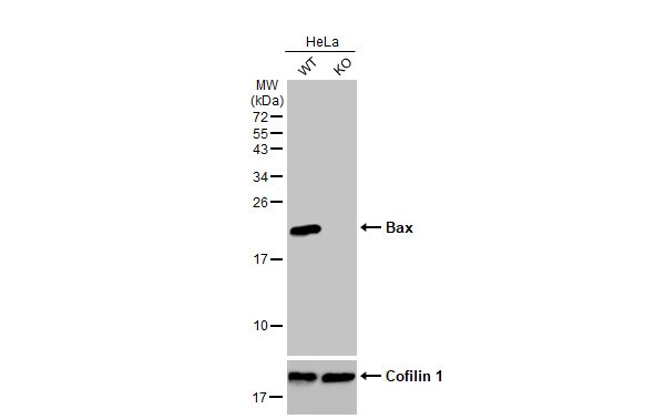 Bax Antibody (HL236)