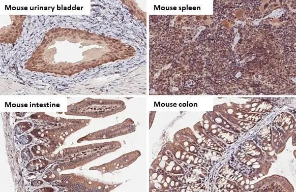 Bax Antibody (HL236)