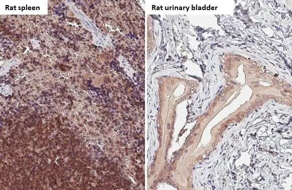 Bax Antibody (HL236)