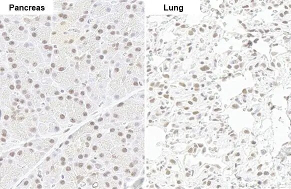 SMCR8 Antibody (HL1007)