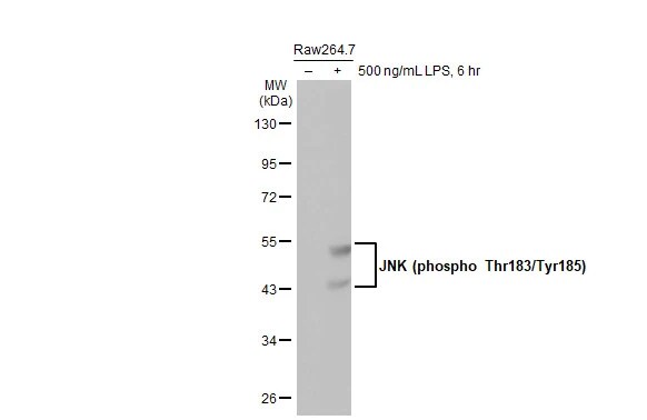 JNK1 [p Thr183, p Tyr185] Antibody (HL1008)