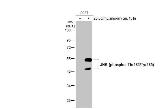 JNK1 [p Thr183, p Tyr185] Antibody (HL1008) - Azide and BSA Free