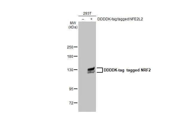 Nrf2 Antibody (HL1021)