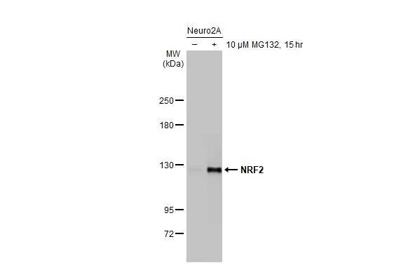 Nrf2 Antibody (HL1021) - Azide and BSA Free