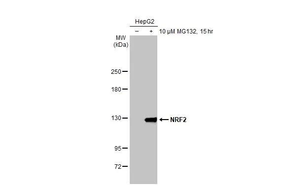 Nrf2 Antibody (HL1021) - Azide and BSA Free
