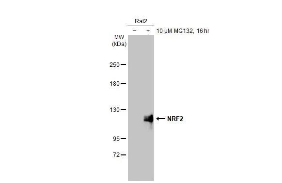 Nrf2 Antibody (HL1021) - Azide and BSA Free
