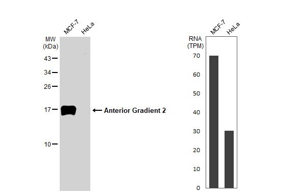AG-2/AGR2 Antibody (HL1024)