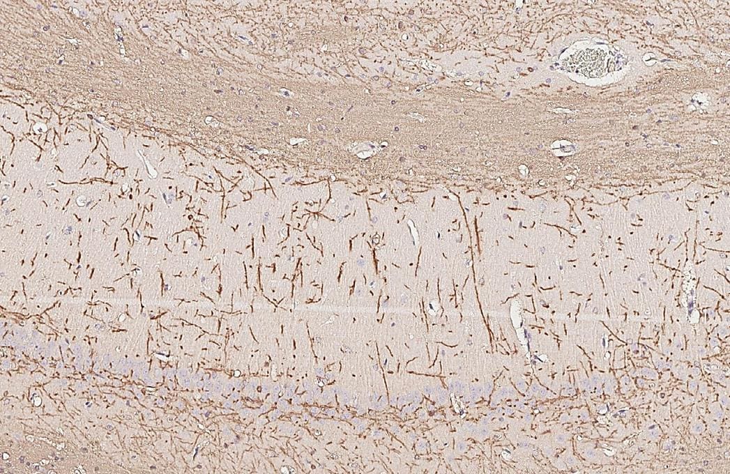 MBP Antibody (HL1033) - Azide and BSA Free