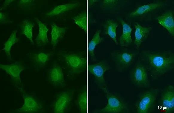GSK-3 beta Antibody (GT1619) - Azide and BSA Free