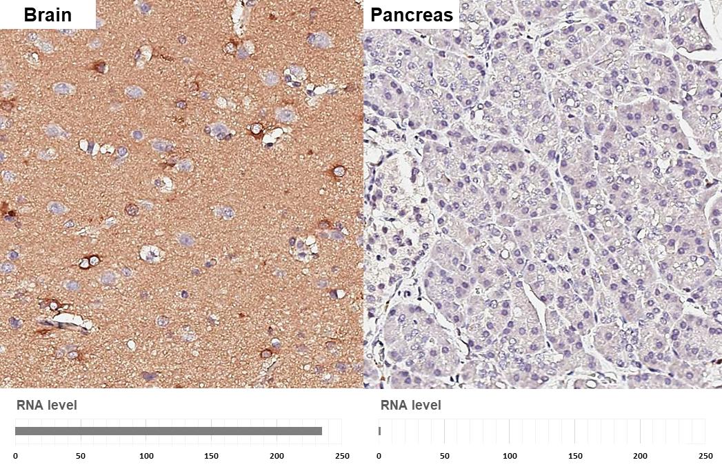 Apolipoprotein E/ApoE Antibody (GT27711) - Azide and BSA Free