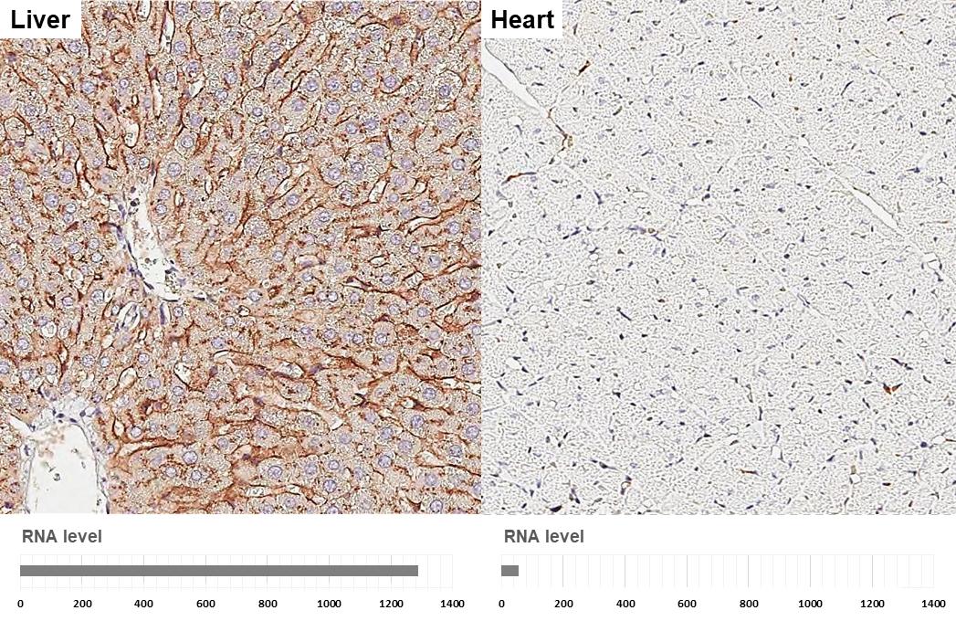 Apolipoprotein E/ApoE Antibody (GT27711) - Azide and BSA Free