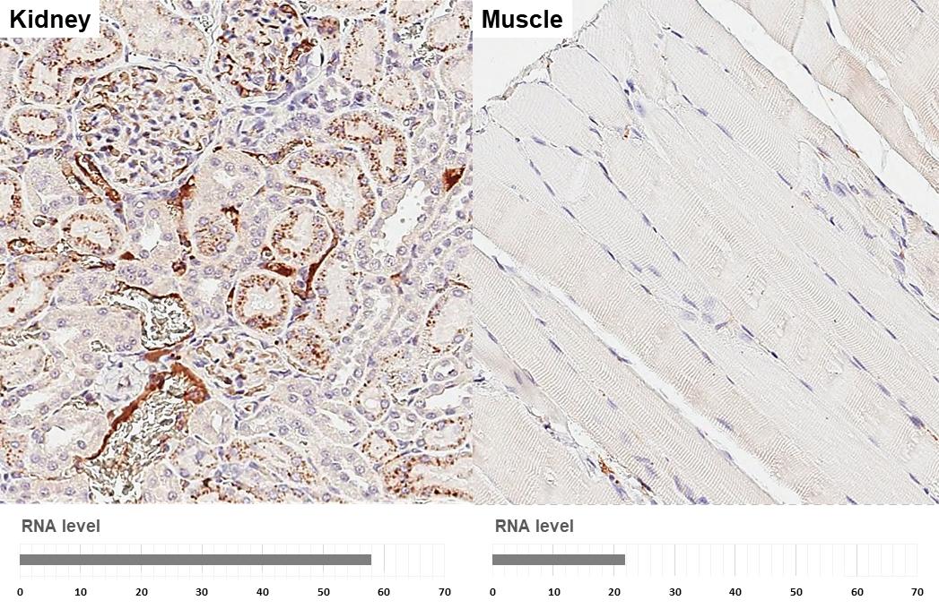 Apolipoprotein E/ApoE Antibody (GT27711) - Azide and BSA Free