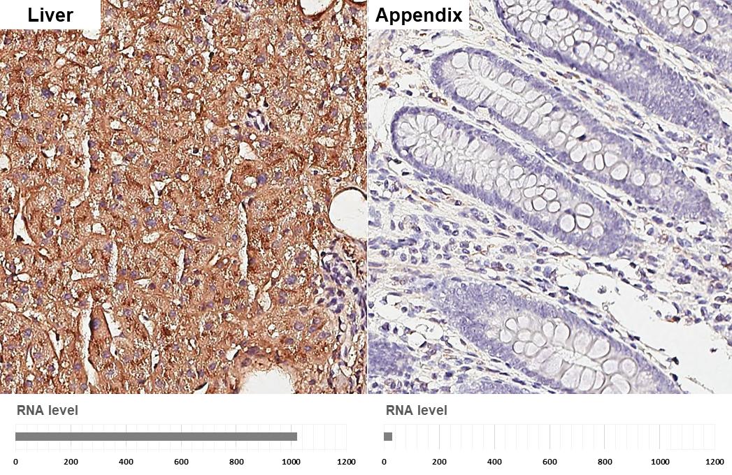 Apolipoprotein E/ApoE Antibody (GT27711) - Azide and BSA Free