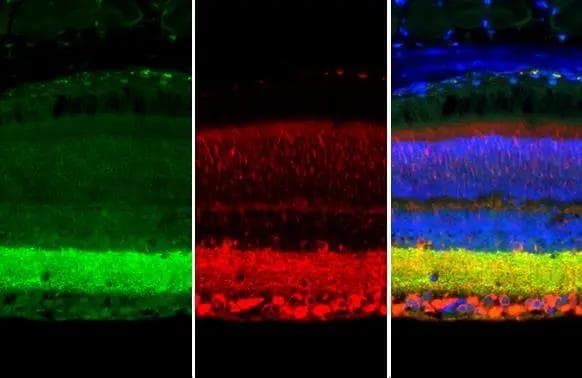 Synapsin II Antibody (GT1446) - Azide and BSA Free