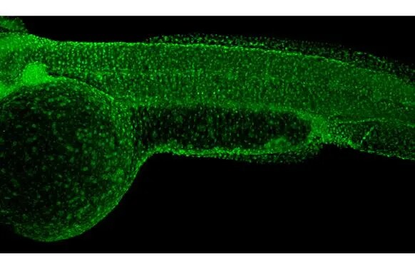 RPB2 Antibody (HL1042)