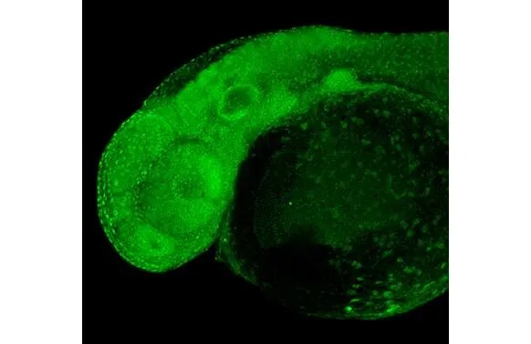 RPB2 Antibody (HL1043)