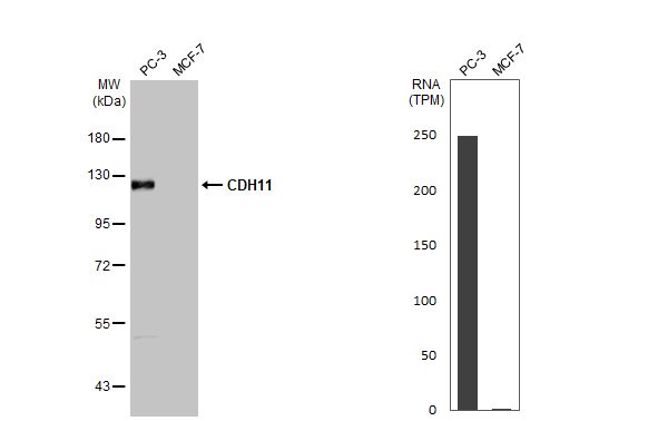 Cadherin-11 Antibody (HL1044)