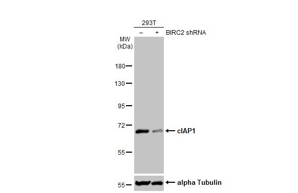cIAP-1/HIAP-2 Antibody (HL1045)