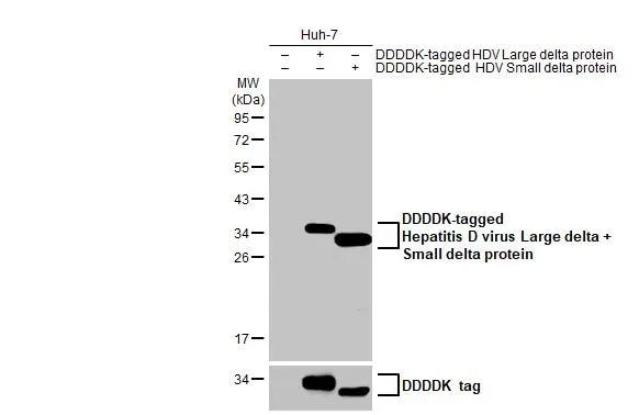 Hepatitis D Virus Large/Small Delta Antibody (HL1053) - Azide and BSA Free
