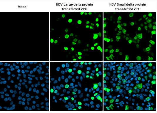 Hepatitis D Virus Large/Small Delta Antibody (HL1055) - Azide and BSA Free