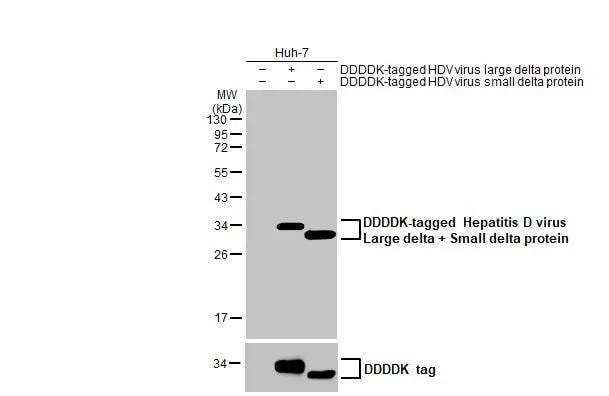 Hepatitis D Virus Large/Small Delta Antibody (HL1055) - Azide and BSA Free