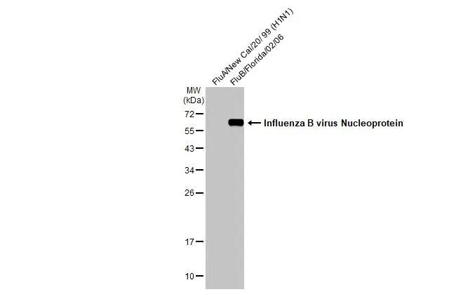 Influenza B nucleoprotein Antibody (HL1069) - (B/Taiwan/753/2005) - Azide and BSA Free