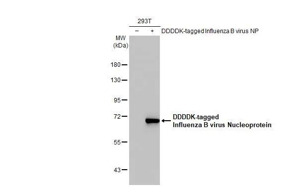 Influenza B nucleoprotein Antibody (HL1069) - (B/Taiwan/753/2005) - Azide and BSA Free