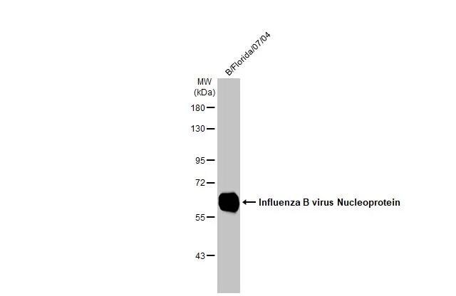 Influenza B nucleoprotein Antibody (HL1069) - (B/Taiwan/753/2005) - Azide and BSA Free