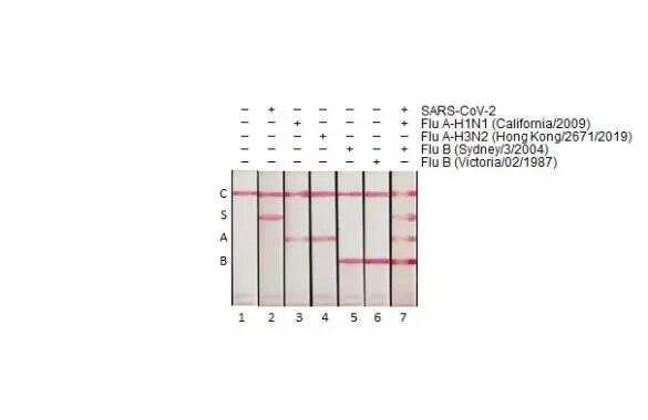 Influenza B nucleoprotein Antibody (HL1073) - (B/Taiwan/753/2005)