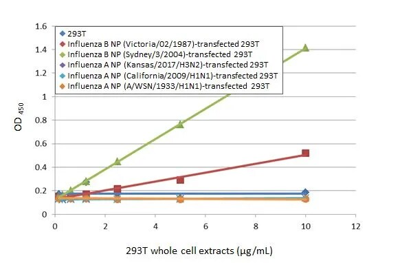 Influenza B nucleoprotein Antibody (HL1073) - (B/Taiwan/753/2005)