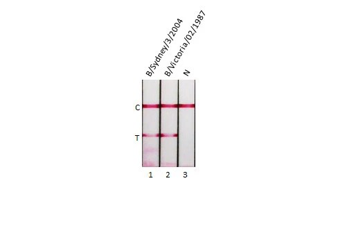Influenza B nucleoprotein Antibody (HL1073) - (B/Taiwan/753/2005)
