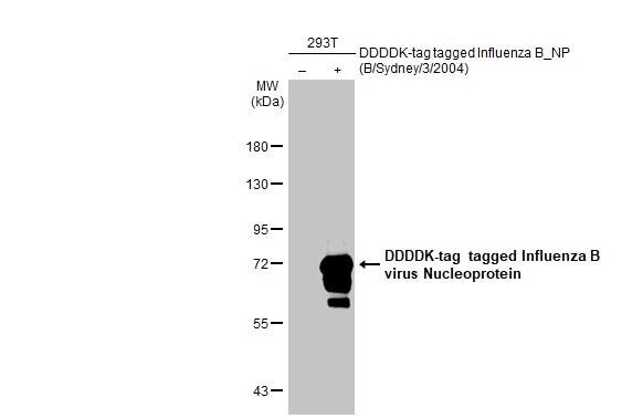 Influenza B nucleoprotein Antibody (HL1073) - (B/Taiwan/753/2005) - Azide and BSA Free