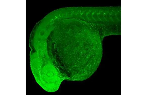 GAD1/GAD67 Antibody (HL1096) - Azide and BSA Free