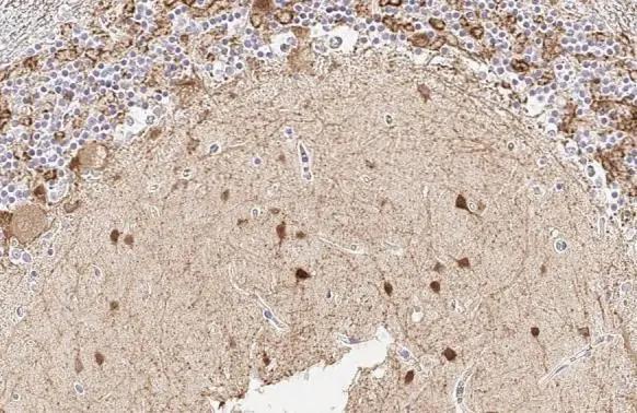 GAD1/GAD67 Antibody (HL1096) - Azide and BSA Free