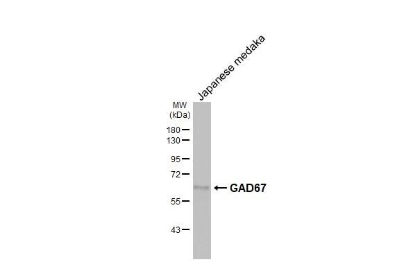 GAD1/GAD67 Antibody (HL1096) - Azide and BSA Free